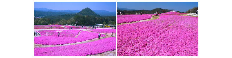 ฮิโรชิม่า – ไซโจ – สวนดอกไม้คามุโนะซาโตะรคขุตัน – คุราชิกิ - 2