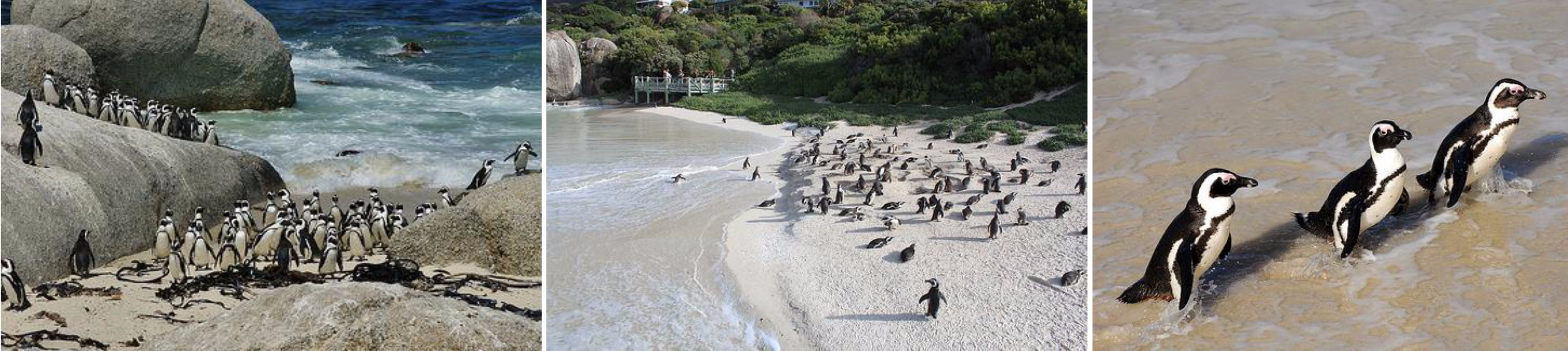 เคปทาวน์ – Hout Bay – เกาะดุยเกอร์ – เคปพอยท์ – แหลมกู๊ดโฮป – ขึ้นกระเช้าเดอะฟลายอิงดัตช์แมน –  ประภาคารเคปพอยท์ – อาณานิคมนกเพนกวินหาดโบวล์เดอร์ – เคปทาวน์ - 2