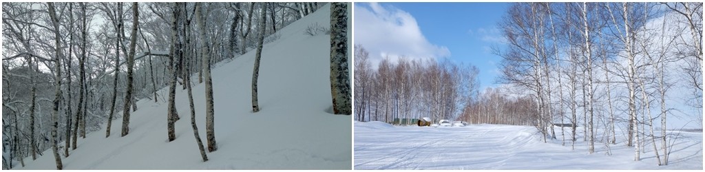 ชิโตเสะ – ฟูราโนะ – กิจกรรมหิมะในสวนชิกิไซ – ฟูราโนะ - 2