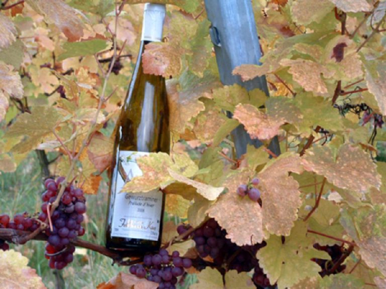ลิ้มลองรสชาติ ไวน์ขาว ซึ่งมีรสชาติอันเป็นเอกลักษณ์เฉพาะตัวหาที่ใดเปรียบได้ยากของแคว้นอัลซาส